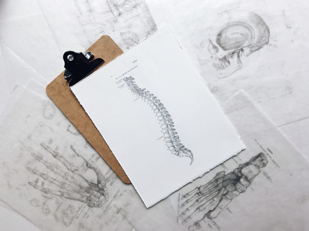 脊椎の絵
